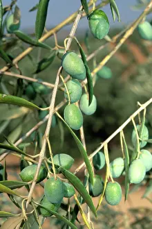 Olea: Olives