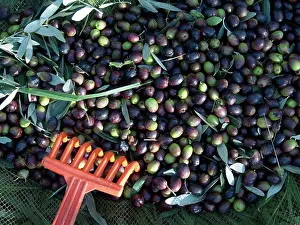Rake: Olives for Olive Oil