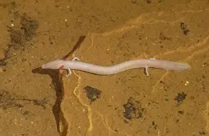 Croatia: Olm, Proteus anguinis, in Baredine cave, Jama -