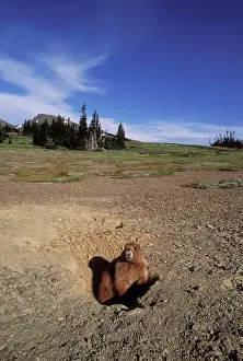 Olympus: Olympic Marmot