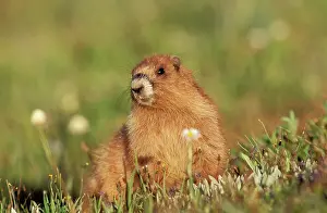 Olympus: Olympic Marmot