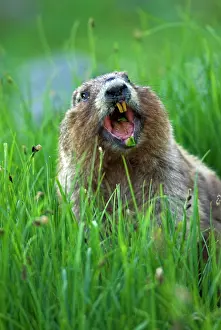 Olympus: Olympic Marmot - in alpine area of Olympic Mountains