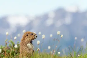 Olympus: Olympic Marmot - On breeding grounds with Olympic