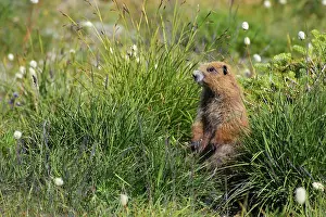 Olympus: Olympic Marmot - On breeding grounds in subalpine meado
