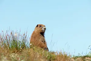 Olympus: Olympic Marmot on breeding grounds in subalpine meadow