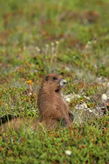 Olympus: Olympic Marmot - On breeding grounds in subalpine meadow