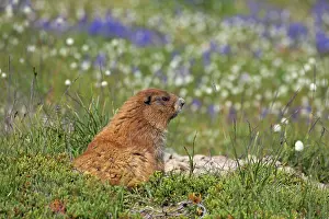 Olympus: Olympic Marmot - On breeding grounds in subalpine meadow