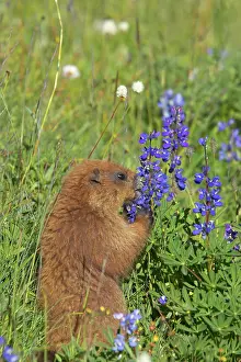 Olympus: Olympic Marmot - Feeding on flowers in subalpine meadow