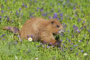 Olympus: Olympic Marmot - Feeding on flowers in subalpine meadow