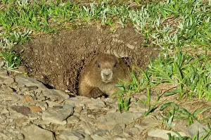 Olympus: Olympic Marmot - looking out of burrow