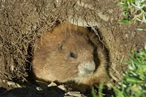 Olympus: Olympic Marmot - looking out of den in alpine area