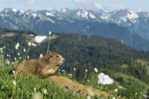 Marmots: Olympic Marmot (Marmota olympus) sitting on den