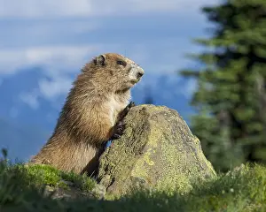 Marmots: Olympic Marmot (Marmota olympus) in subalpine meadow