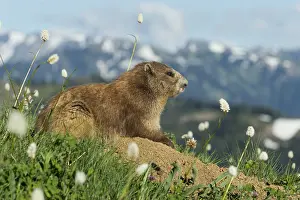 Marmots: Olympic Marmot (Marmota olympus) surrounded by bistort
