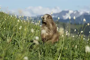 Marmots: Olympic Marmot (Marmota olympus) surrounded by bistort