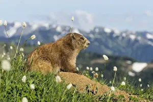 150518: Olympic Marmot (Marmota olympus) surrounded by bistort