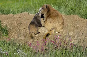 Marmots: Olympic Marmots (Marmota olympus)--mother with young