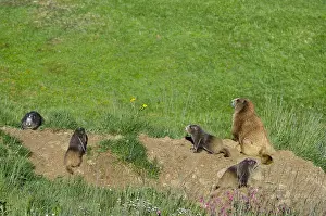 Marmot: Olympic Marmots (Marmota olympus)--mother with young