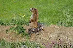 Marmot: Olympic Marmots (Marmota olympus)--mother and young