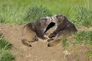Marmots: Olympic Marmots (Marmota olympus)--young pups greeting