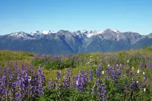 Latifolius: Olympic Mountains with Lupins in foreground