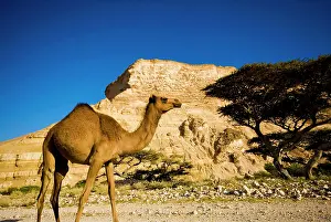 Oman: Oman, Al-Shuwaymiyah, dromedary in the Wadi