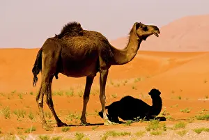 Dromedary: Oman, Rub Al Khali desert, camels (dromedaries)