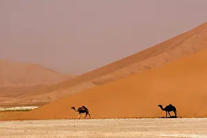Oman: Oman, Rub Al Khali desert, camels (dromedaries)