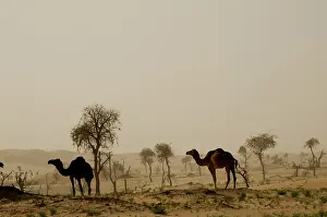 Oman: Oman, Rub Al Khali desert, dromedaries