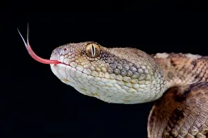 Echis: Oman saw-scaled viper (Echis omanensis), United