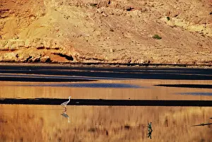 Islamic: Oman; Sawadi; view of bird by lake with
