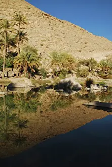 Oman: Oman, Wadi Bani Khalid, fan palm trees with