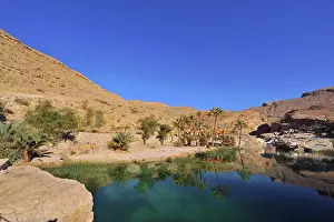 Oman: Oman, Wadi Bani Khalid, fan palm trees with