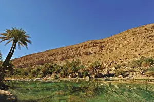 Oman: Oman, Wadi Bani Khalid, fan palm trees with