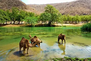 Oman: Oman, Wadi darbat, dromedaries pasturing