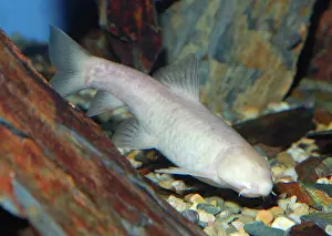 Omani: Omani Blind Cave Fish