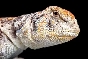 Omani: Omani Spiny-tailed Lizard (Uromastyx thomasi), Oman