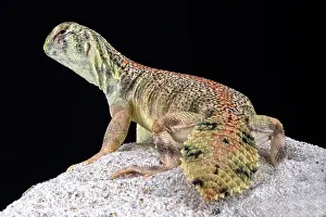 Omani: Omani spiny-tailed lizard (Uromastyx thomasi), Oman