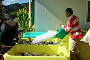 Commerical: Ombrine Fish