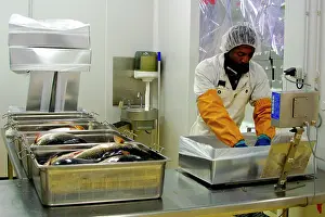 Weighed: Ombrine Fish - being weighed
