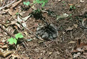 Poult: One-day-old Turkey