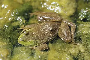 Anomalous: One-eyed Bullfrog