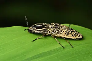 Click: One-Eyed Madagascar click beetle (Lycoreus corpulentus)