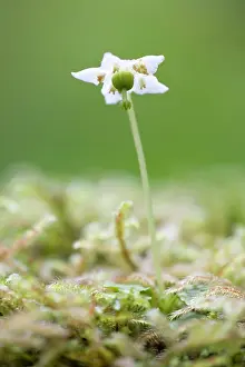 Nymph: One-flowered Wintergreen