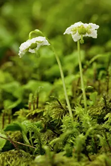 Candle: One-flowered wintergreen or St Olaf's Candle -