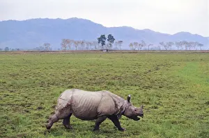 Casualty: One-horned / Indian Rhinoceros - injured in fight