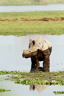 Brahamputra: One-horned Rhinoceros - on the banks of River Brahamputra