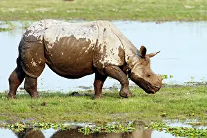 Brahamputra: One-horned Rhinoceros - on the banks of River Brahamputra