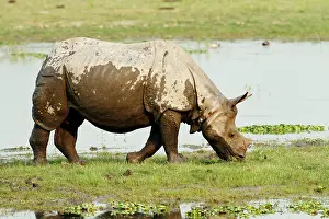 Brahamputra: One-horned Rhinoceros - on the banks of River Brahamputra