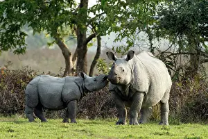 Unicornis: One-horned Rhinoceros - calf kissing the mother
